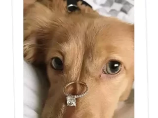 Cute Animal Proposal Ideas to Win Her Heart